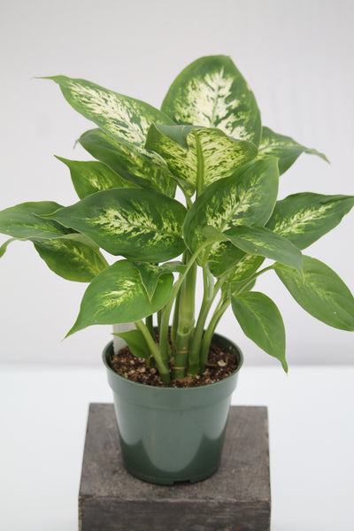 dieffenbachia pronounce Dumb Cane Perfection