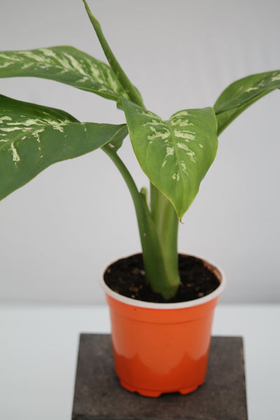 splash dieffenbachia Dumb Cane Splash