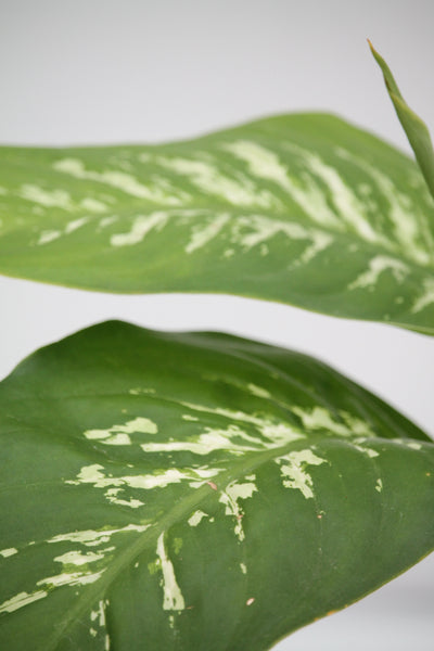 splash dieffenbachia Dumb Cane Splash