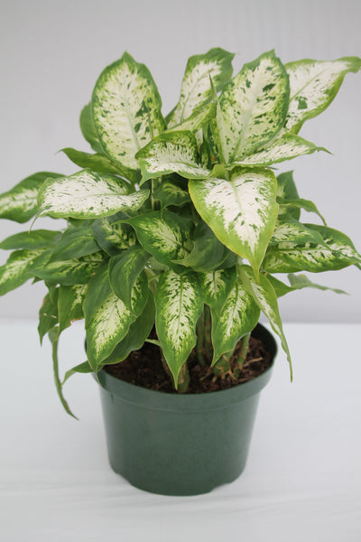dieffenbachia compacta wiki Dumb Cane Compacta
