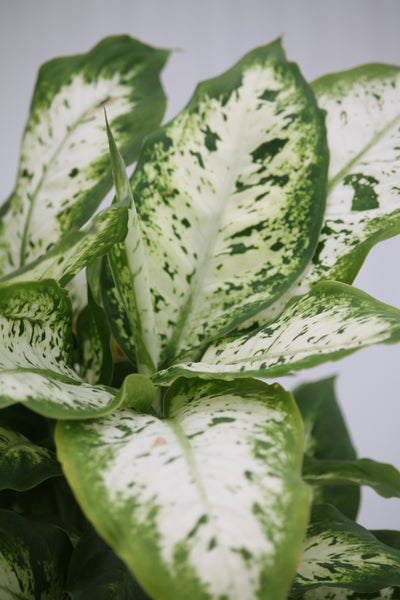 dieffenbachia compacta wiki Dumb Cane Compacta