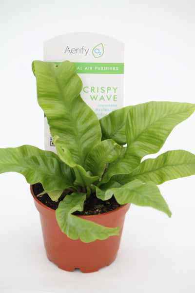 crispy wave plant air purifier Fern Crispy Wave