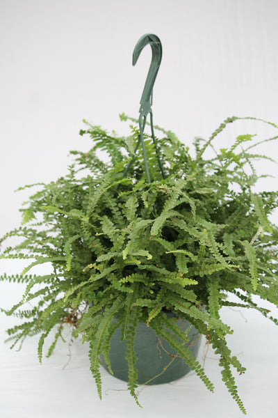 hanging button leaf plant Fern Lemon Button