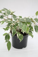 Fig Starlite - Ficus benjamina
