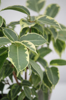 Fig Marguerite - Ficus benjamina