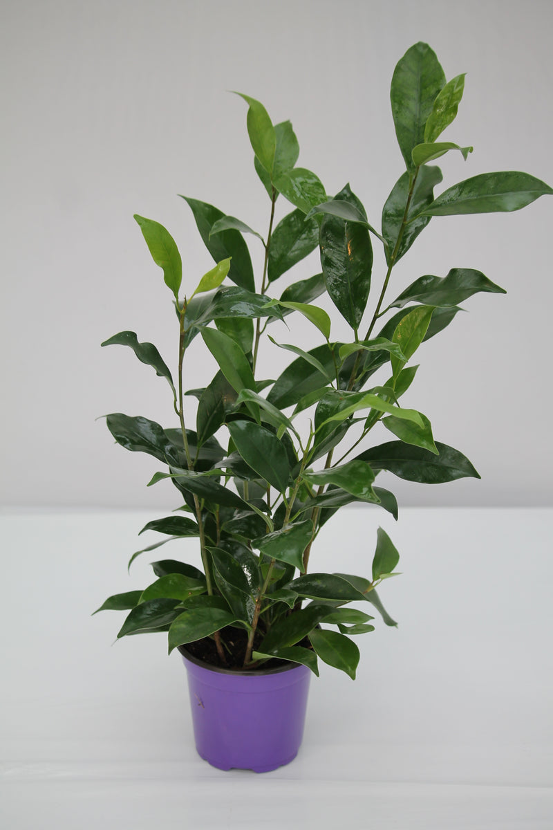 Fig Winter Green Benji - Ficus benjamina – Family Flowers Inc