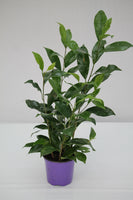 Fig Winter Green Benji - Ficus benjamina