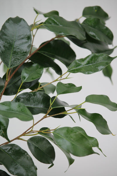 Fig Winter Green Benji - Ficus benjamina