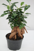 Fig Ginseng - Ficus Microcarpa 'Ginseng'