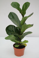 Fig Fiddle Leaf - Ficus Lyrata