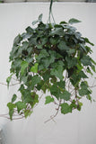 Ivy Algerian Green - Hedera canariensis