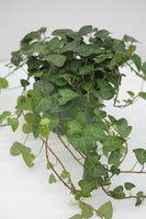 Ivy Sweetheart - Hedera helix