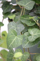 Ivy Sweetheart - Hedera helix