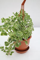 Ivy Swedish - Plectranthus verticillatus