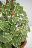 Ivy Swedish - Plectranthus verticillatus