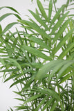 Palm Neanthe Bella/Parlour - Chamaedorea elegans