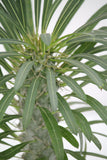 Palm Madagascar - Pachypodium lamerei