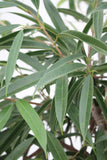 Fig Alii - Ficus alli