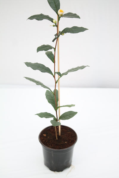 Green Tea Plant - Camellia sinensis