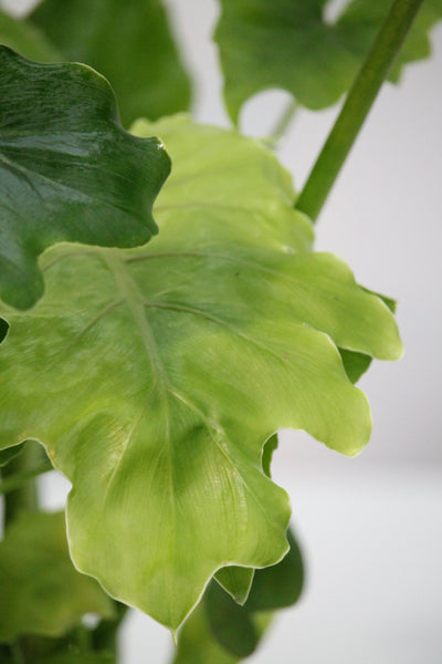 philodendron selloum shangri la Philodendron Shangri-La