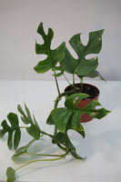 Monstera Mini Split Leaf - Rhapidophra tetrasperma