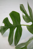 Monstera Mini Split Leaf - Rhapidophra tetrasperma
