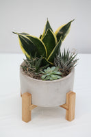 Succulent Planter Pedestal