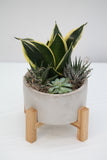 Succulent Planter Pedestal