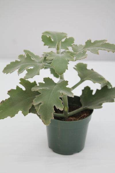 Kalanchoe Silver Shadow - Kalanchoe beharensis