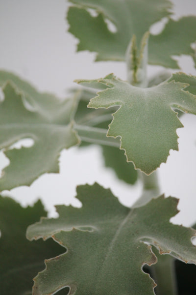 Kalanchoe Silver Shadow - Kalanchoe beharensis