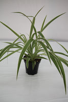 Spider Plant Ocean - Chlorophytum comosum 'Ocean'