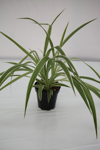 chlorophytum comosum ocean Spider Plant Ocean
