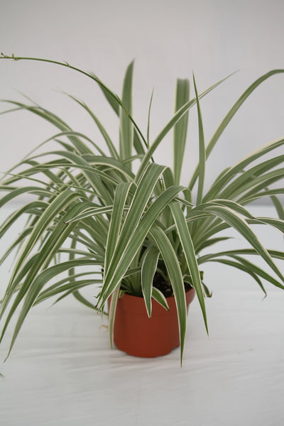 spider plant variegated ocean Spider Plant Ocean