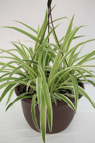 chlorophytum ocean zebra plant Spider Plant Ocean