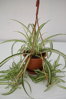 Spider Plant Variegated - Chlorophytum comosum