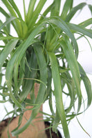 Palm Ponytail - Beaucarnea recurvata