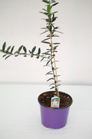 Olive Plant - Olea europaea