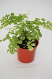 Fern Maidenhair - Adiantum