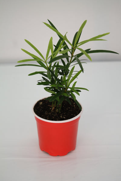 Buddhist Pine - Podocarpus macrophyllus