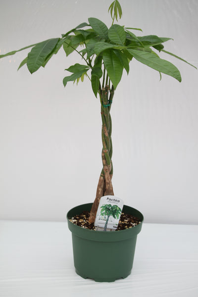 money tree family Money Tree