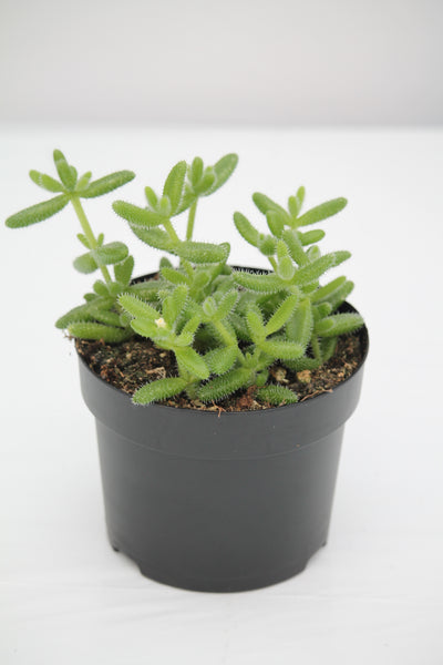Pickle Plant - Delosperma Echinatum