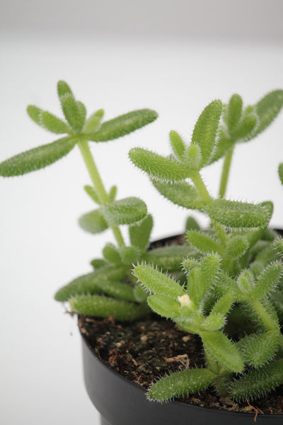 Pickle Plant - Delosperma Echinatum