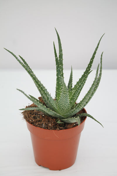 Aloe Jaws - Aloe