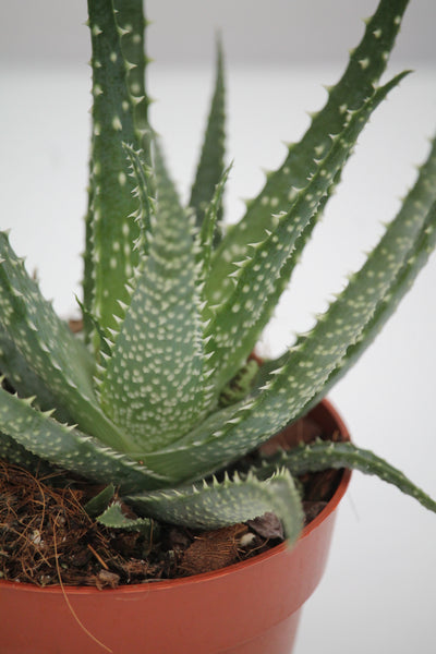 Aloe Jaws - Aloe
