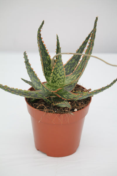 Aloe Piranha - Aloe