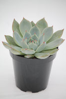 Echeveria Parva - Echeveria