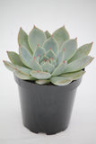 Echeveria Parva - Echeveria