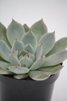 Echeveria Parva - Echeveria