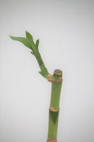 Lucky Bamboo - Dracaena sanderiana