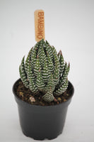 zebra wart succulent Haworthia coarctata 'Zebra Wart' – Family Flowers Inc
